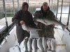 (12/07/2016) - Nice Striped Bass